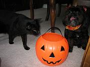 Holloween Pets